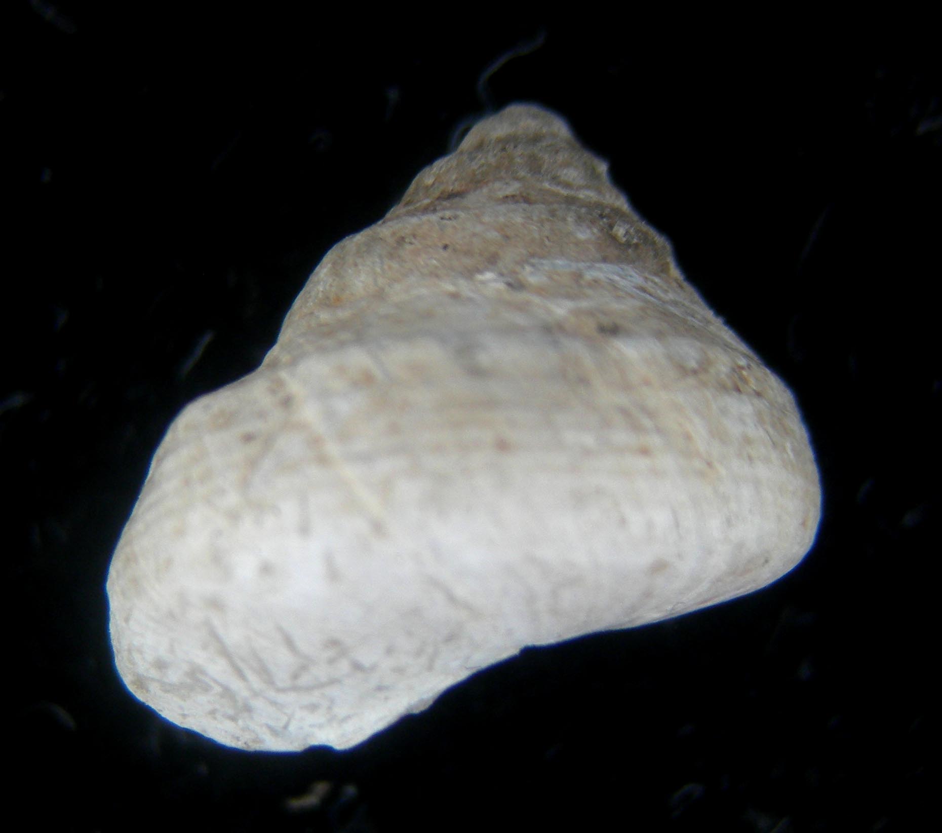 Cantrainea peloritana